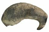 Fossil Whale Ear Bone - Miocene #99963-1